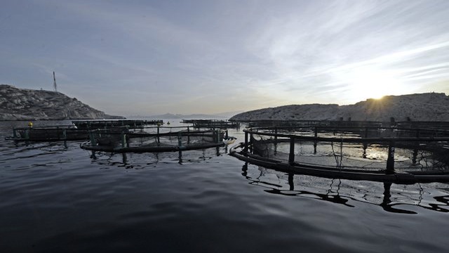 Poisson sauvage ou poisson d'élevage?