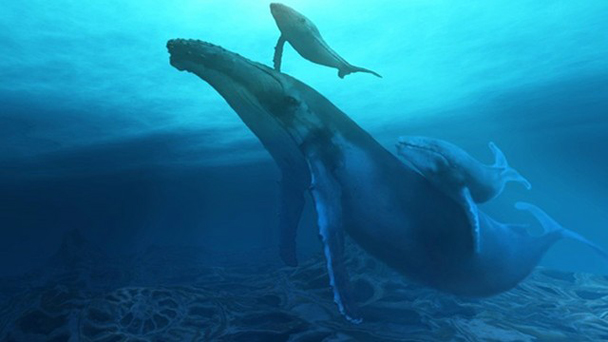 Le chant des baleines