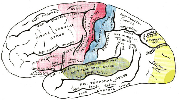Cerveau, art et beauté