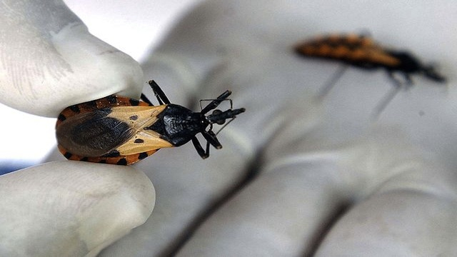 La maladie de chagas se mondialise