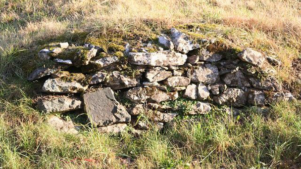 Le mur vivant