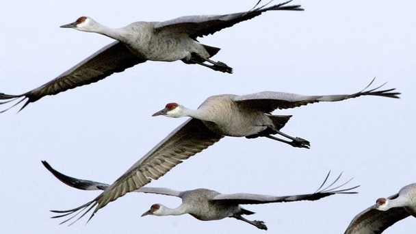 Les oiseaux voient le sud