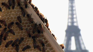 Les abeilles des villes