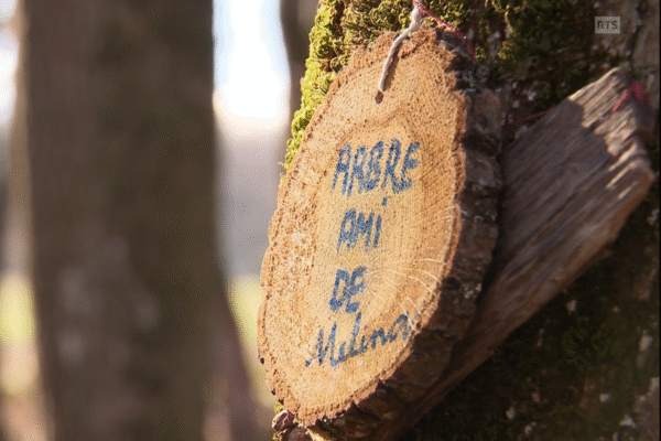 L’école dans la forêt