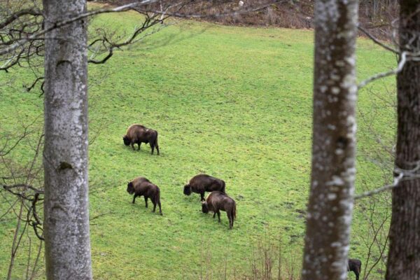 Le retour du Bison