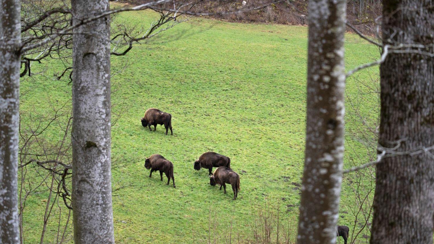 Le retour du Bison
