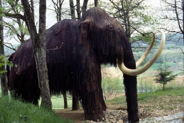 Désextinction: un retour du mammouth?
